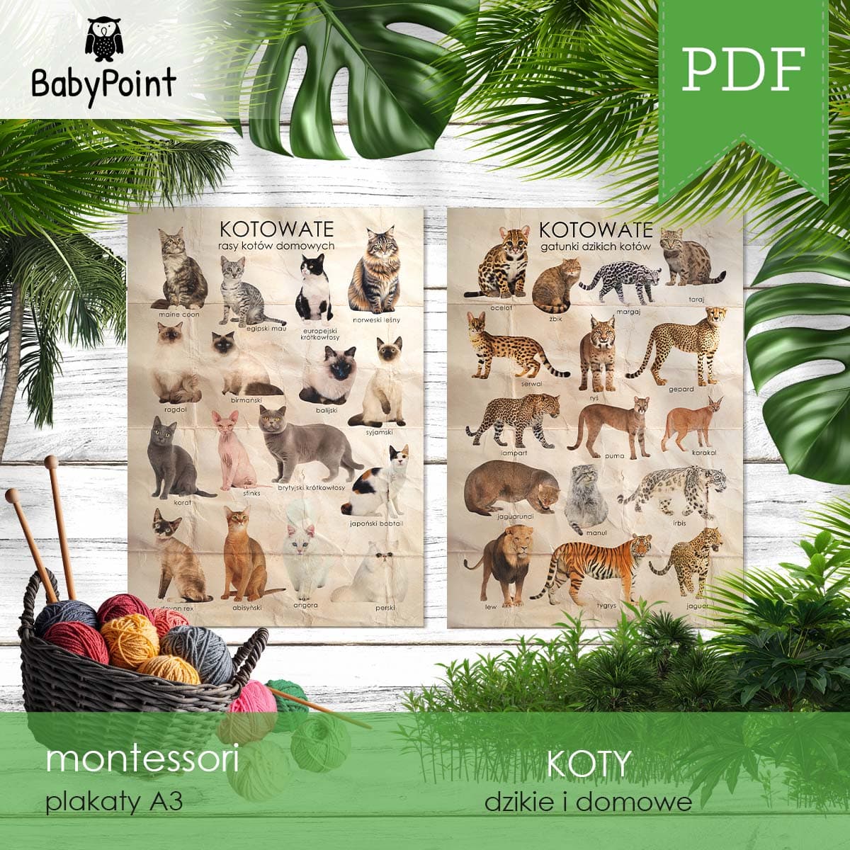 KOTY - Plakaty