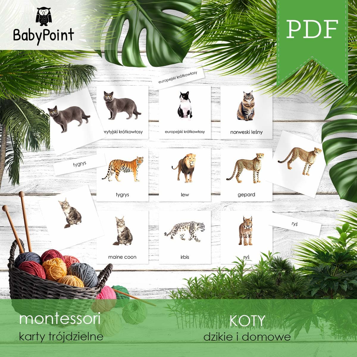 KOTY - Karty edukacyjne 2