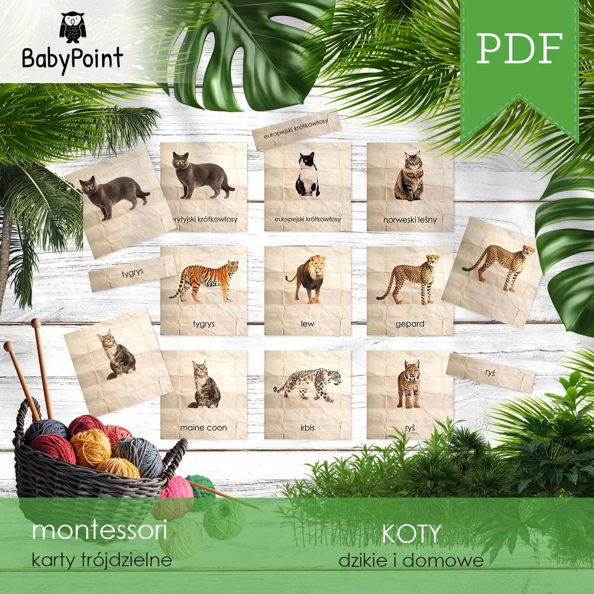 KOTY - Karty edukacyjne