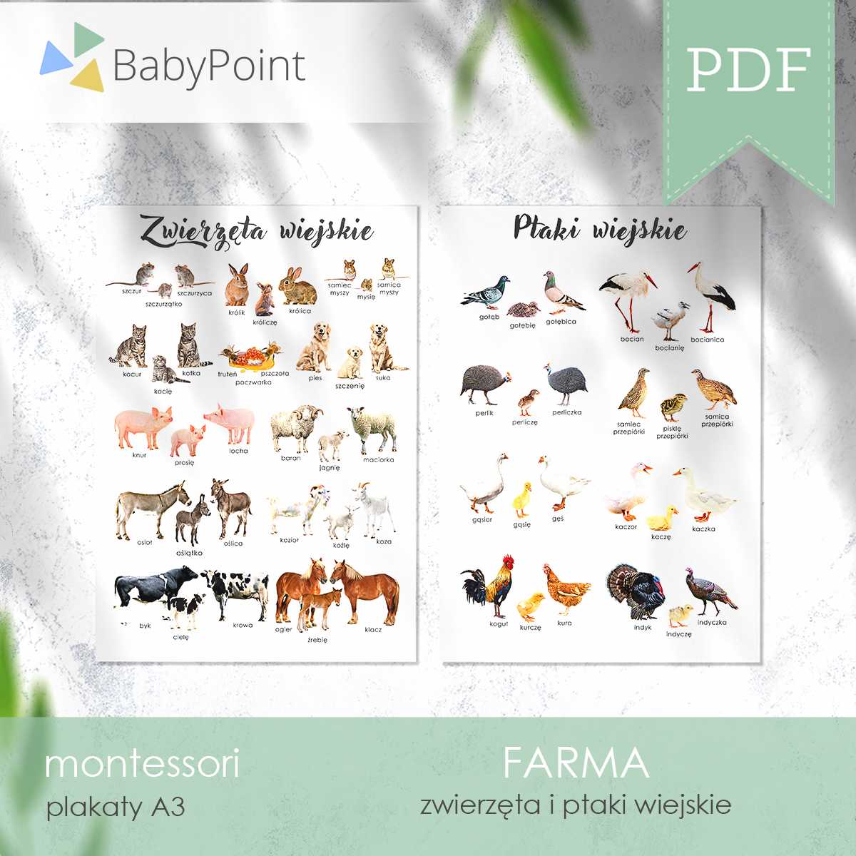 Farma 6
