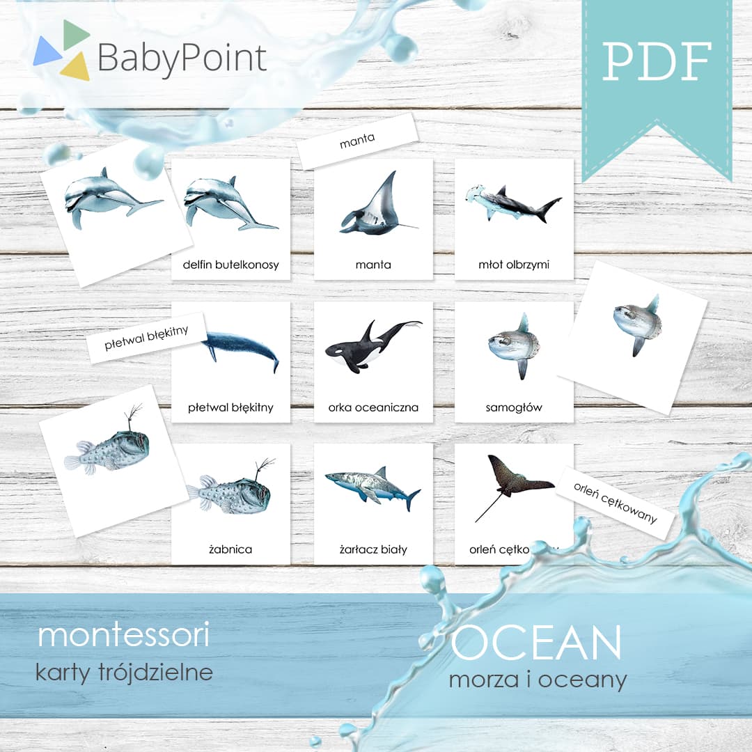 Ocean 5