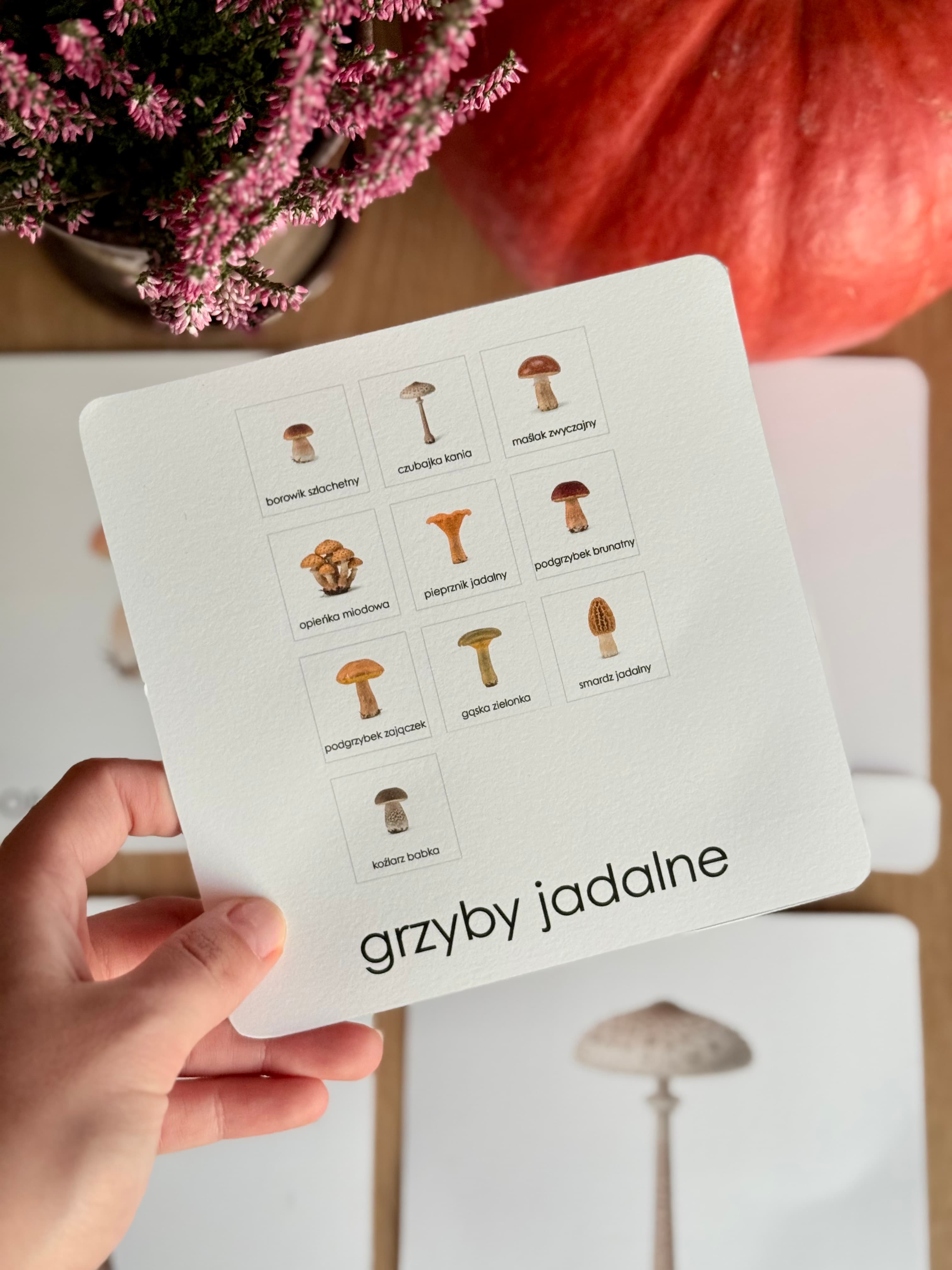 Grzyby Jadalne 6